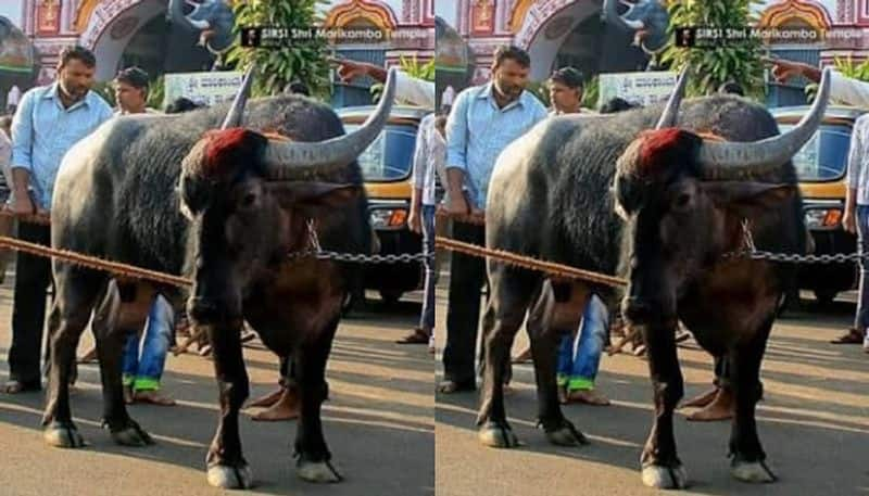 Davanagere Buffalo DNA to decide its original parent