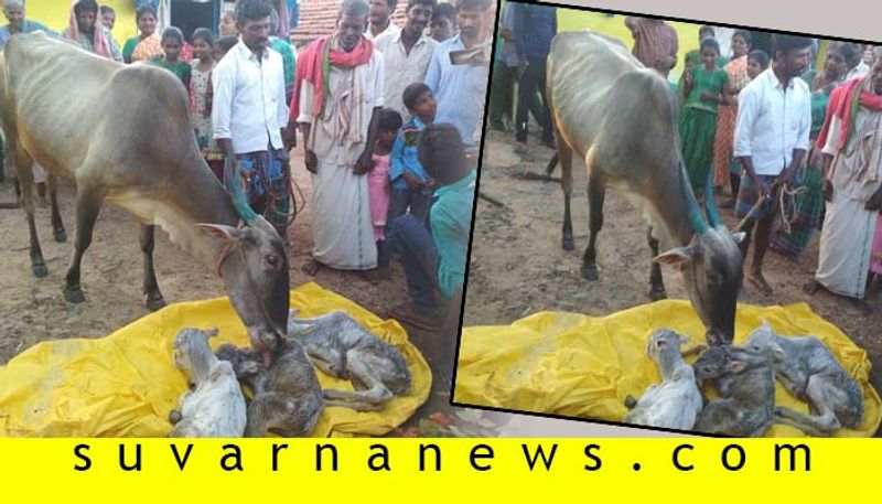 Cow Gives Birth 3 Calfs in Chikkamagalur