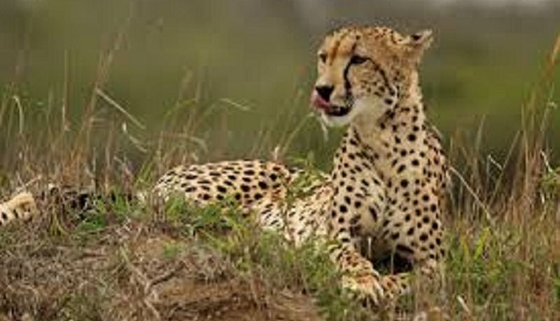 cheetah in tumakuru villagers living in fear