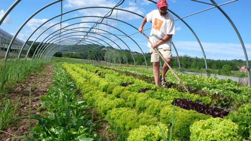 these vegetable farming will bring profits in summer