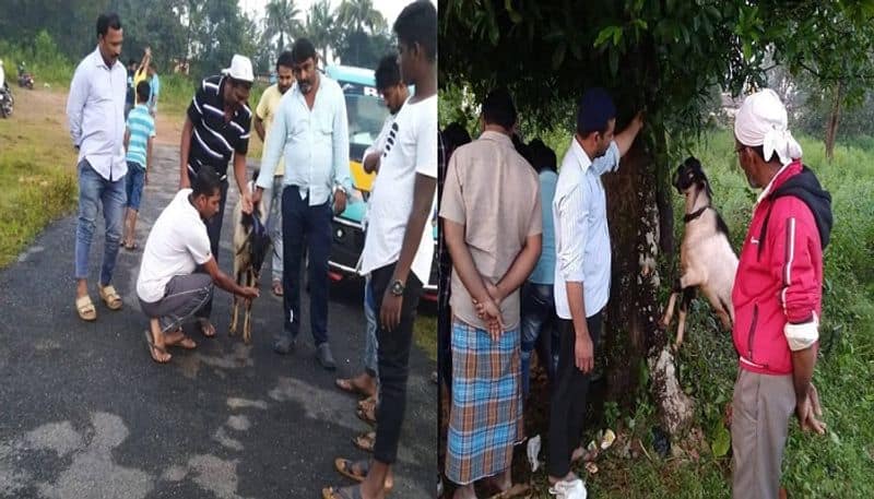 goat takes a part in fish vendors Last rites Shivamogga