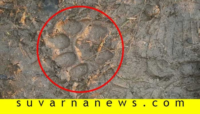 foot prints of cheetah found after operation tiger