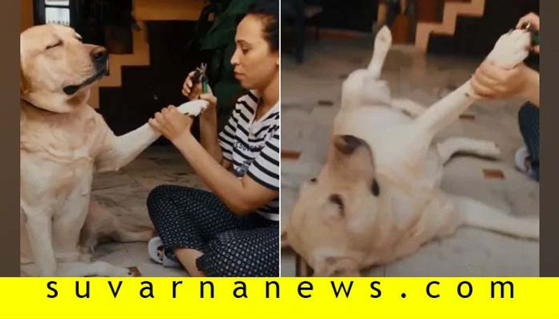 Another Dramatic Dog Faints To Avoid Nail Trimming In Funny TikTok Video