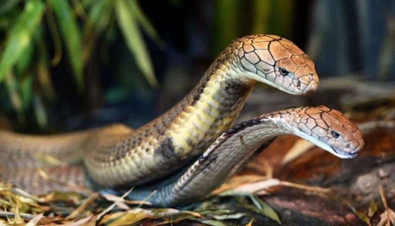 interesting unknown facts about western ghat King cobra