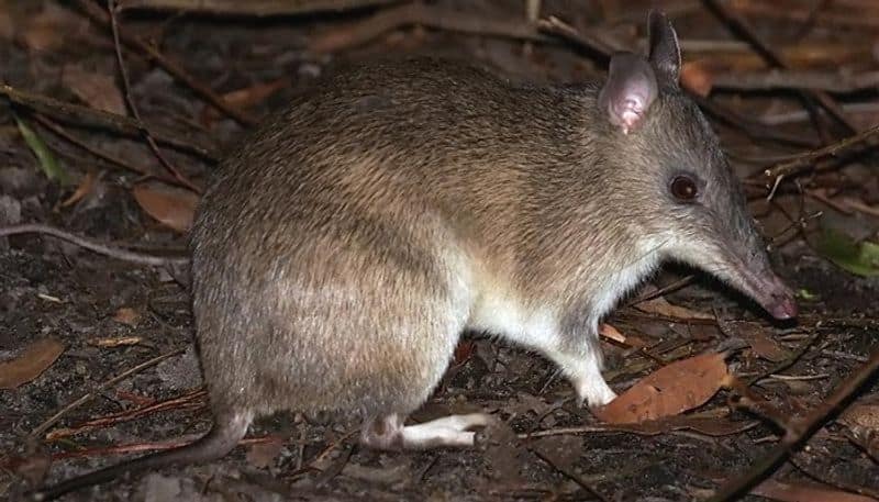 Six Month Baby Dead For Bandicoot Bite in Sindagi in Vijayapura District