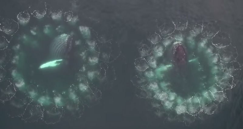 Whale bubble-net feeding documented by UH researchers through groundbreaking video