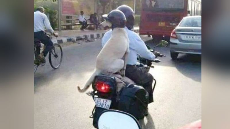 This Helmet-Wearing Dog From Delhi Has Won Twitter's Heart