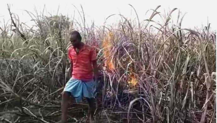 এক পয়সা দাম পেলেন না, রাগে নিজের ফসলেই আগুন ধরালেন নদিয়ার কৃষক