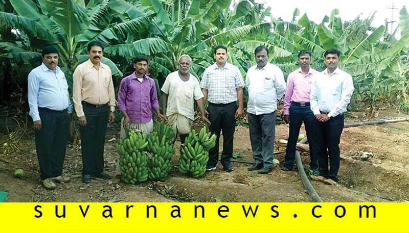 Farmers develop banana village in Gadag Hammigi