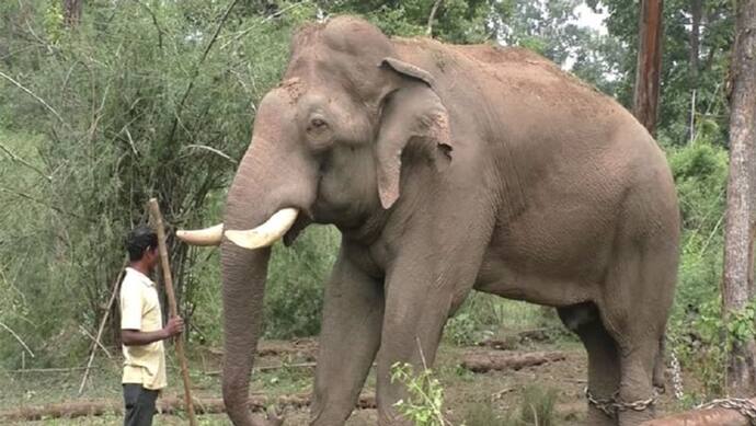 पहले गुस्से में महावत को पैरों तले कुचला, अब सदमें में चला गया यह हाथी