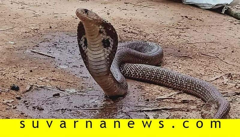 Cobra Found In Kodagu Canteen Kitchen