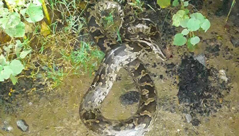 python sighted and killed by villagers