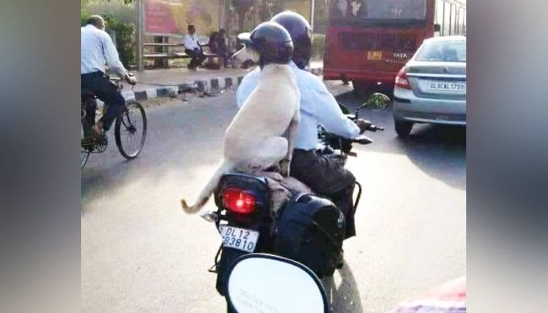 Dog Wear Helmet In Delhi Viral On Social Media