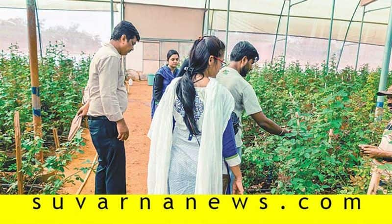 Girish from chikkajogihalli Bellary Flower farming in israeli technology