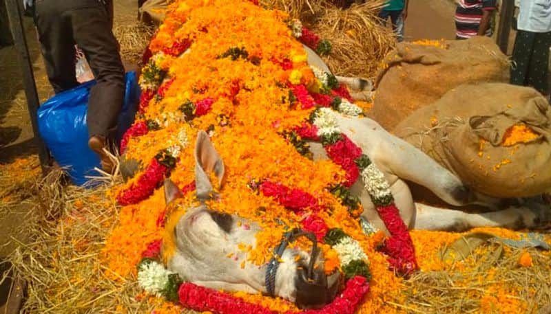 Farmer performs last rites for their loved bull