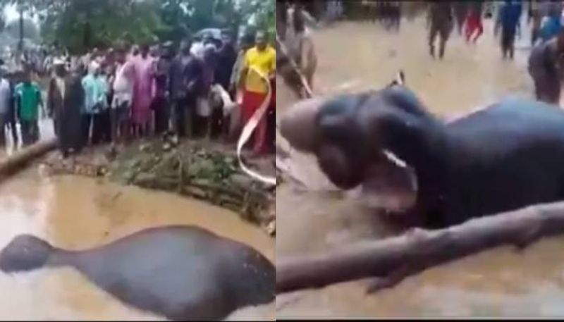 An elephant submerged inside a muddy well in Odisha rescued