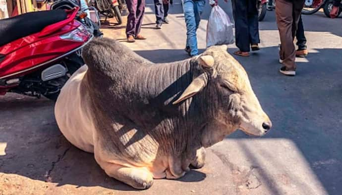 গোসেবা করতে গিয়ে খোয়া গেল ৪০ গ্রাম সোনা, এখন গোবরই ভরসা গয়নার মালিকের