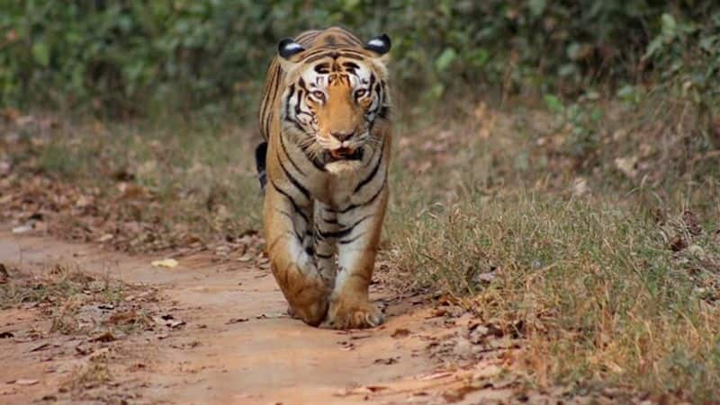 Tiger foot prints at gonikoppa in Madikeri