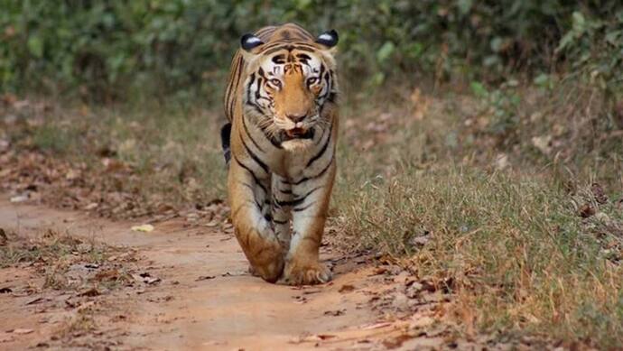 इकलौता टाइगर, जिसके माथे की धारियों पर उभरता है CAT और PM, अब शिफ्ट होगा यहां