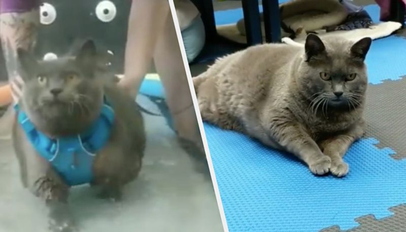 Viral 'Morbidly Obese' Cat Cinderblock Finally Gets on the Treadmill in Hilarious Update