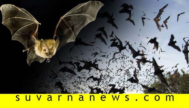 Villages In Tamil Nadu Celebrate 'Silent Diwali' To Save Bats & It's Indeed A Lesson