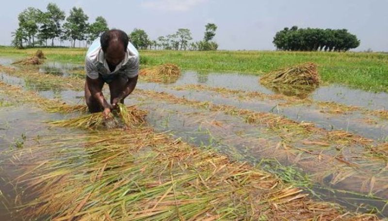 Crop Loss for Heavy Rain in Haveri District