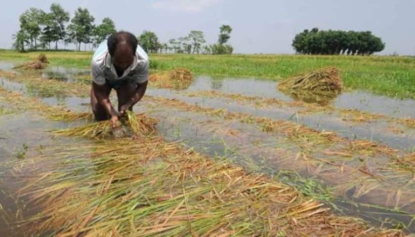Karnataka: Maize crops damaged due to unseasonal rains in Shivamogga