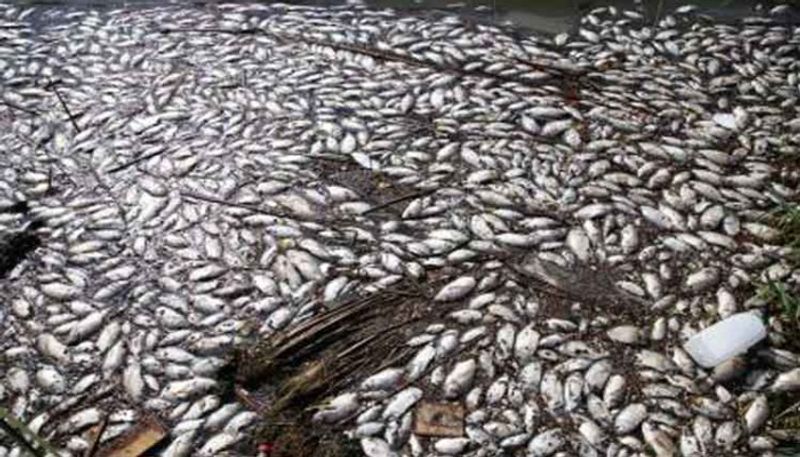 Thousands of fish found dead in river near dharmasthala