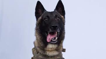 Meet the dog that helped eliminate ISIS leader Abu Bakr al-Baghdadi