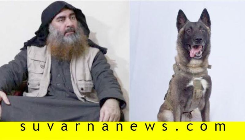 US President Donald Trump Tweets Pic Of Dog Who Chased Baghdadi