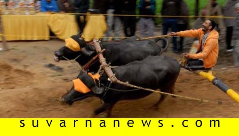 A Procession of Buffaloes in Guttal in Haveri District