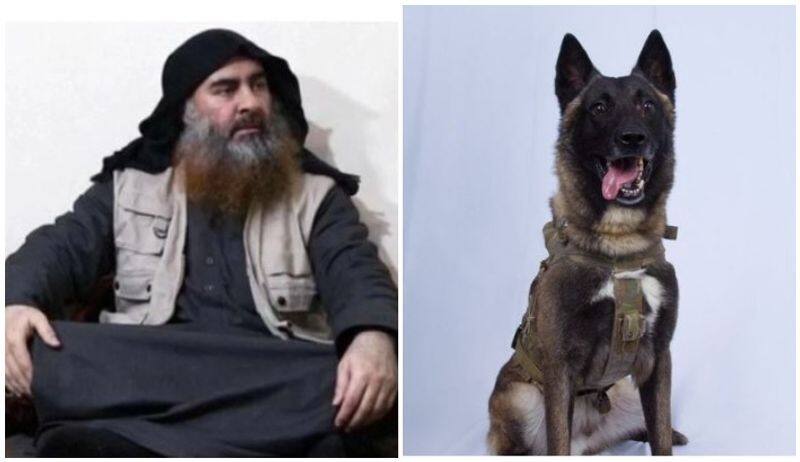 Baghdadi was crying like a child when K9 Dog chased him says daonald trump