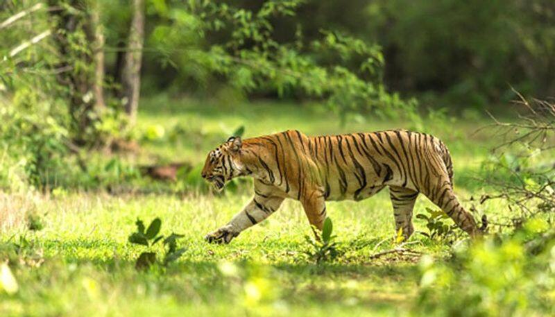 Tiger attacks cow drags 100 meters in madikeri