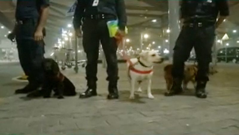 Viral Video : Dog And CISF Personnel Do Yoga Together At Delhi Metro Station