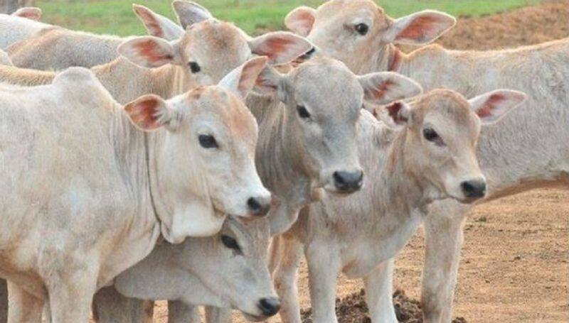 illegal cattle transportation seventeen cow saved in Bramavara