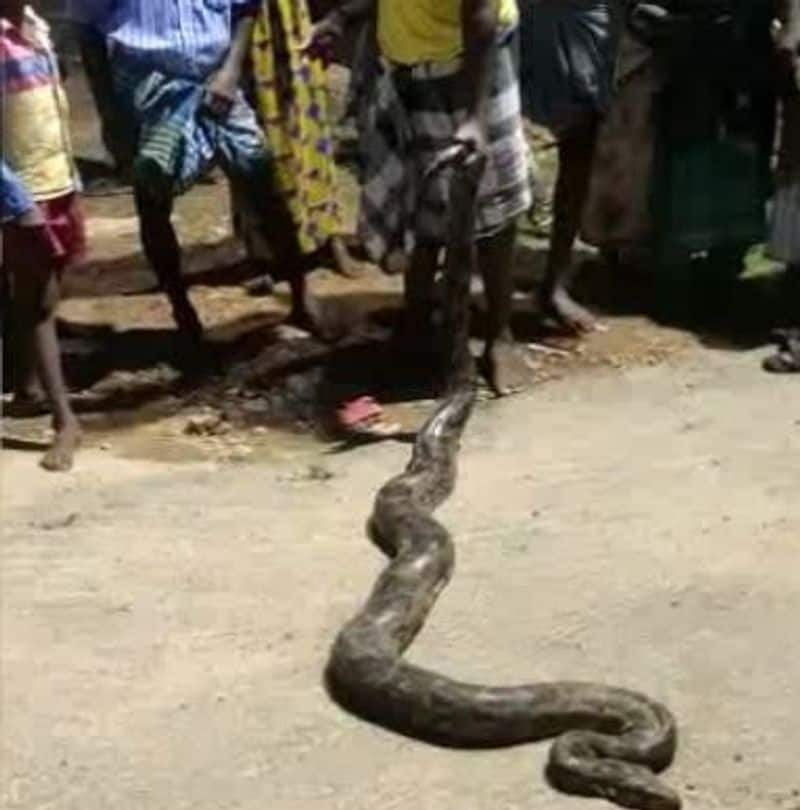 peacock fought with python to save its life