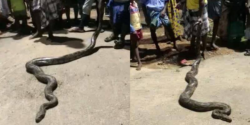 peacock fought with python to save its life