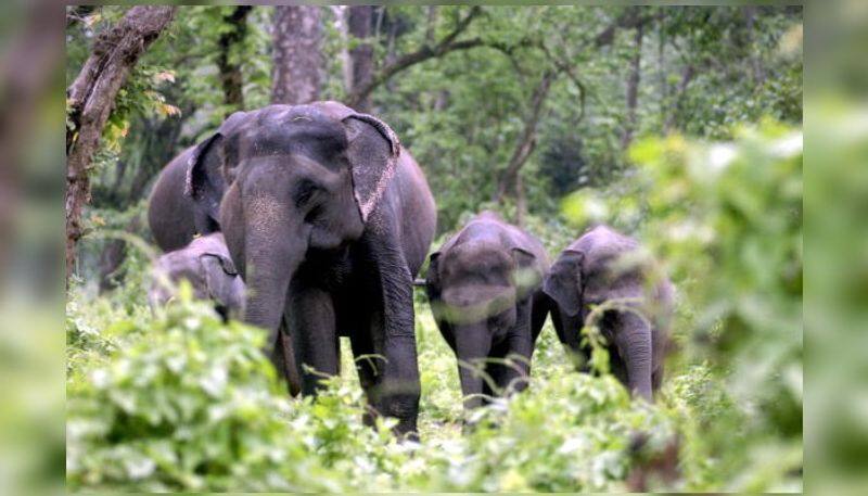 wild elephant tried to wake up its died cub