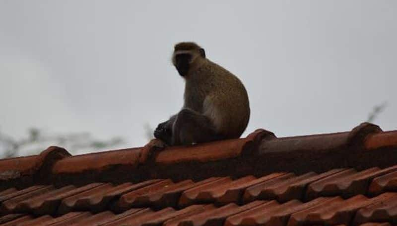 Monkey Dead Body Found In Uttara Kannada Ankola Village