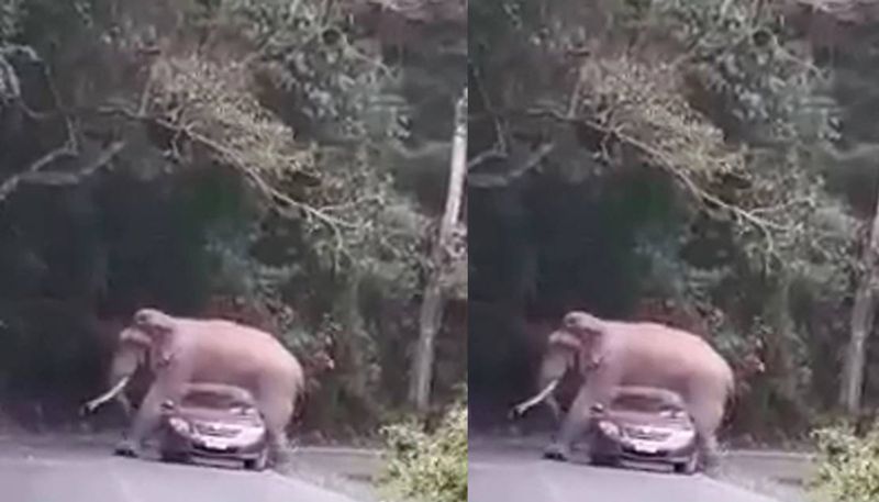 Elephant lies down on visiting car in National Park of thailand