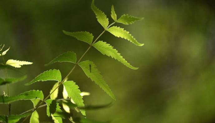 সাধারণ এই পাতায় রয়েছে অসাধারণ গুণ, নানান রোগে নিরাময়েও কাজ দেয় এই পাতা