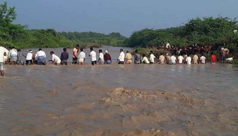 three hundred sheeps were saved from flood