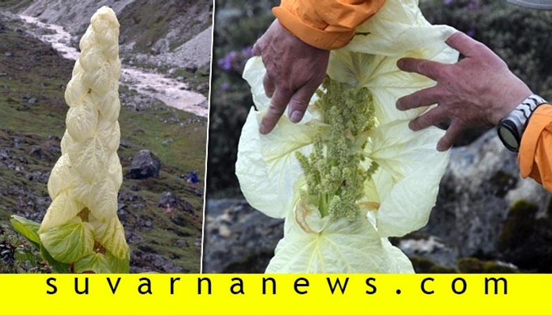 Fact Check of Rare Pagoda Flower in Himalayas blooms once in 400 years