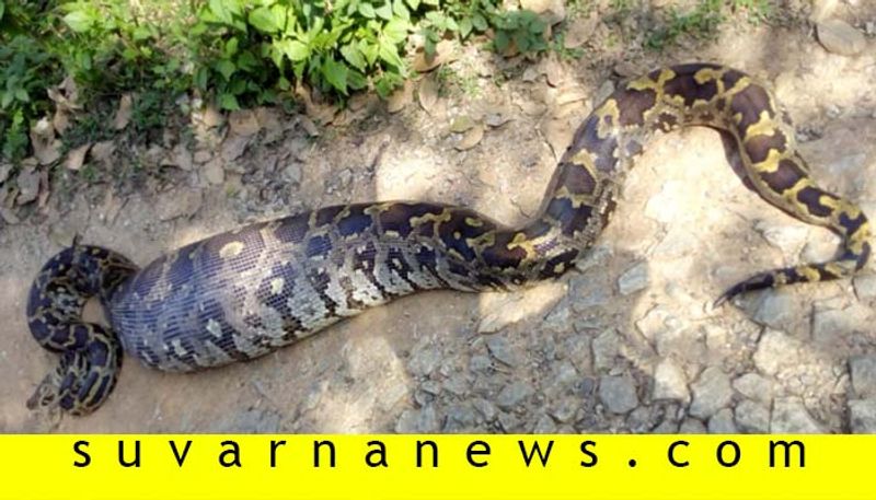 Big Python Found In koppa