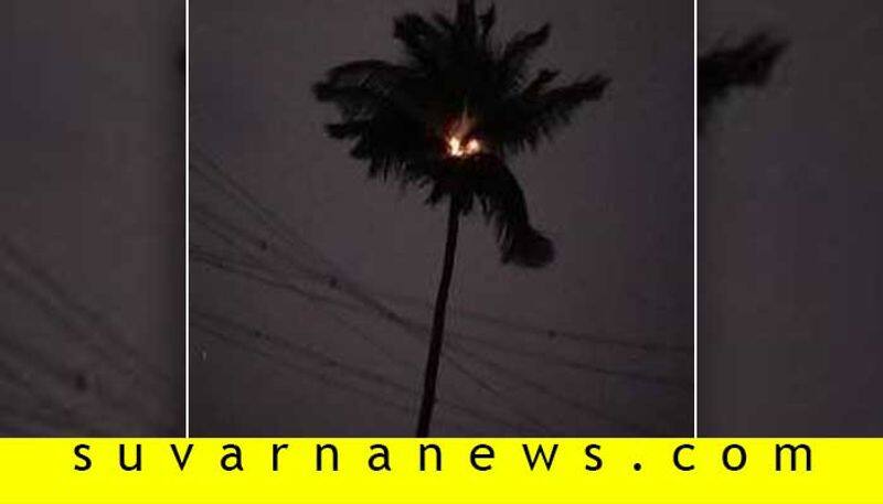 Coconut Tree Caches Fire Due To Lightning