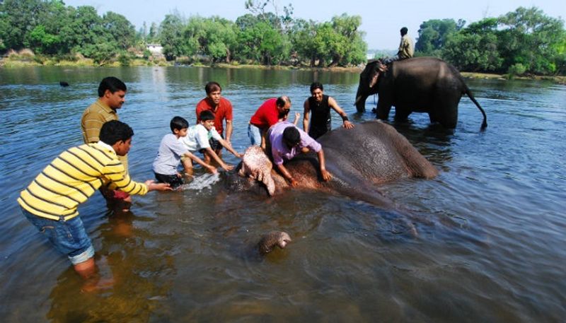 lack of basic amenities in elephant camps