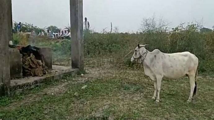 मालिक की मौत पर श्मशान घाट जाकर रोती रहीं गोमाता, चिता जलने तक खड़ी रही