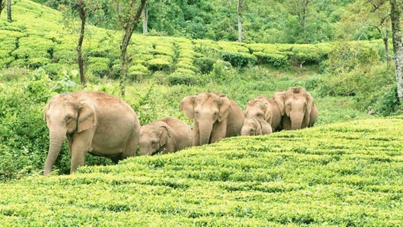 small elephant was affected by a leg injury