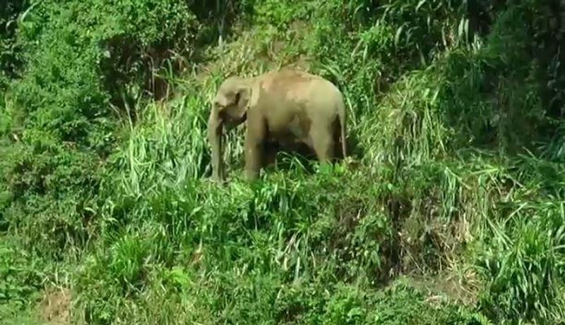 wild elephant attacks bike riders in madikeri