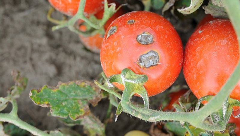 tomato potato crops failed due to disease